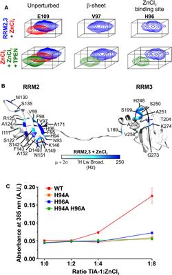 Regulation of TIA-1 Condensates: Zn2+ and RGG Motifs Promote Nucleic Acid Driven LLPS and Inhibit Irreversible Aggregation